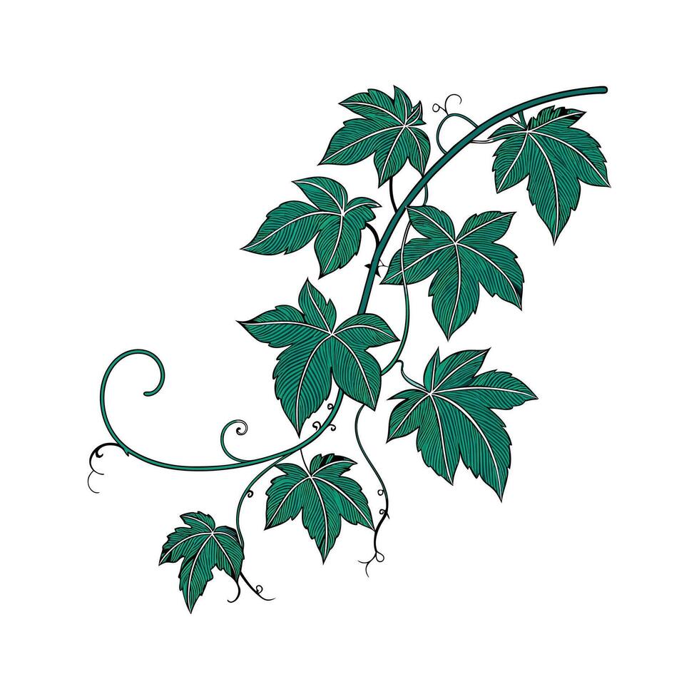 Stunning Grape Ivy Cissus Artwork vector