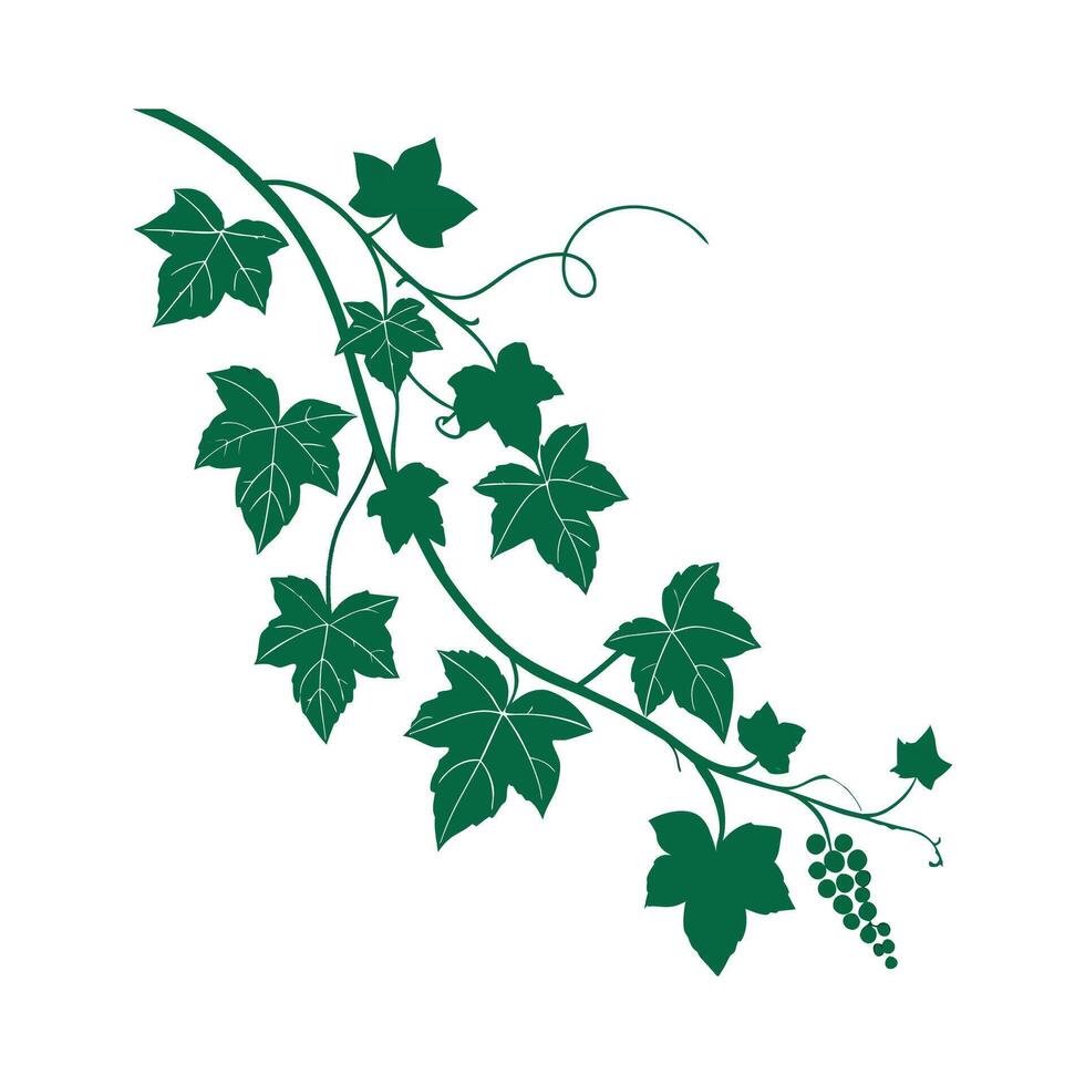 Grape Ivy Plant Artwork vector
