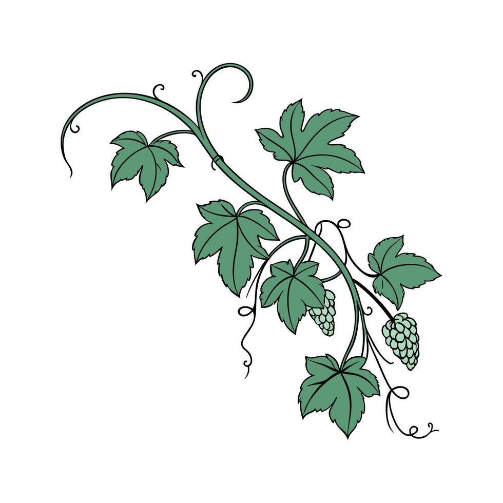 Grape Ivy Botanical Visualization vector