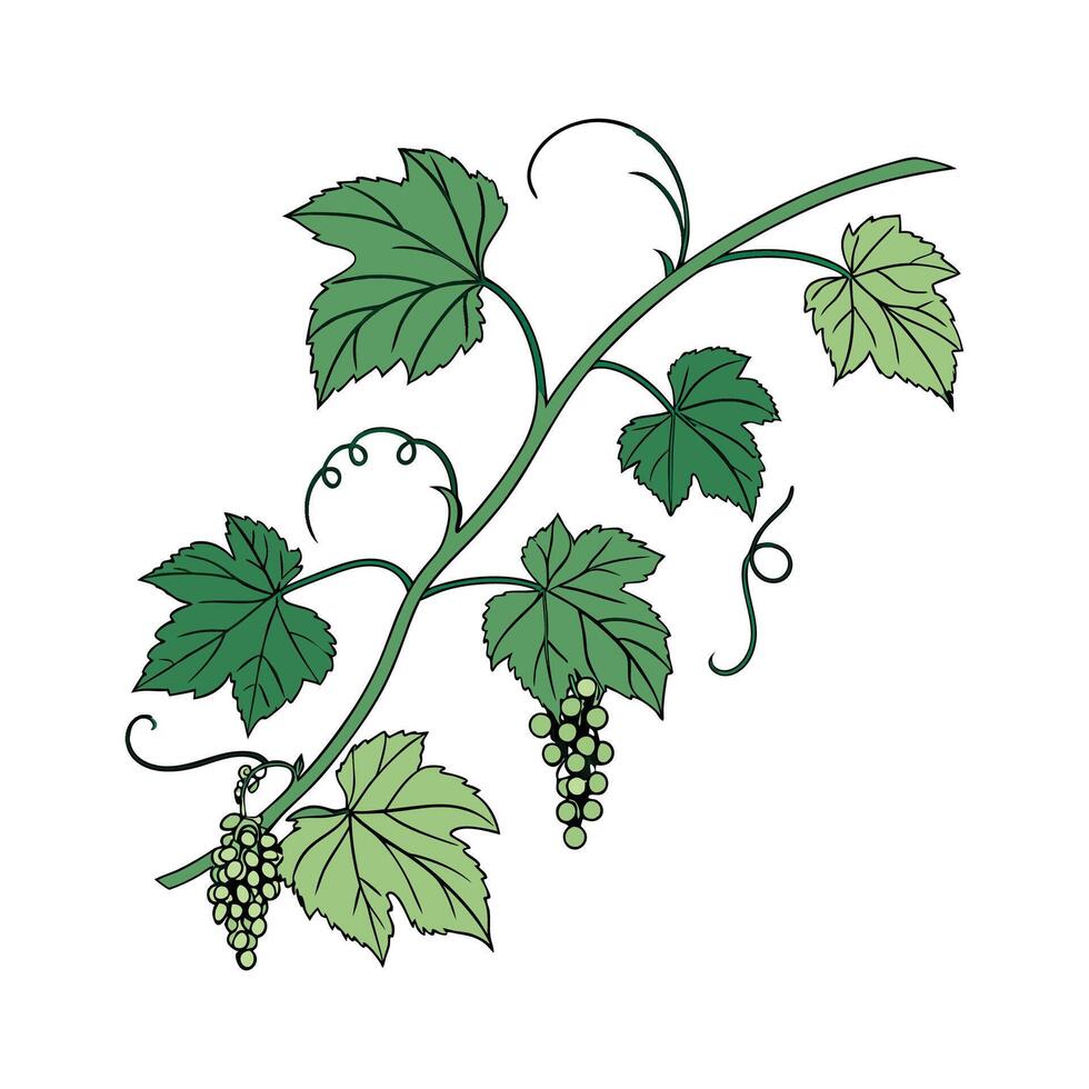 Beautiful Grape Ivy Design vector