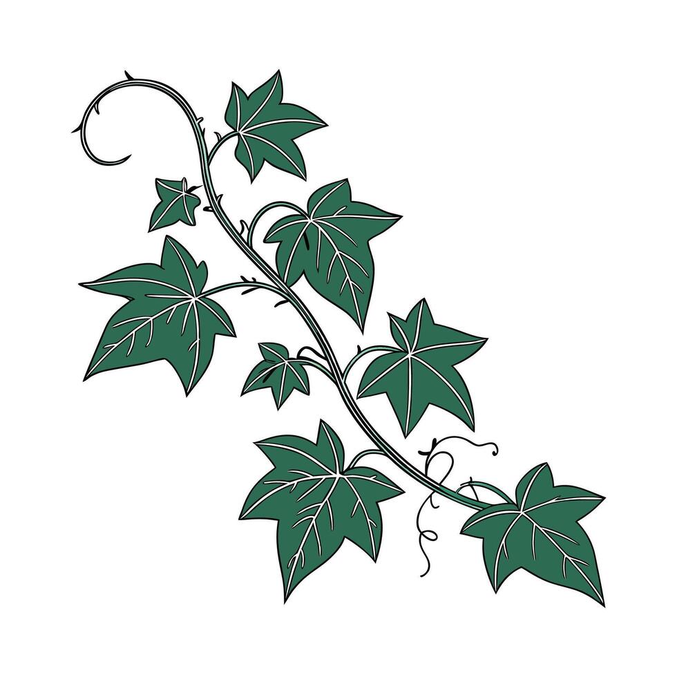 Vibrant Grape Ivy Illustration vector