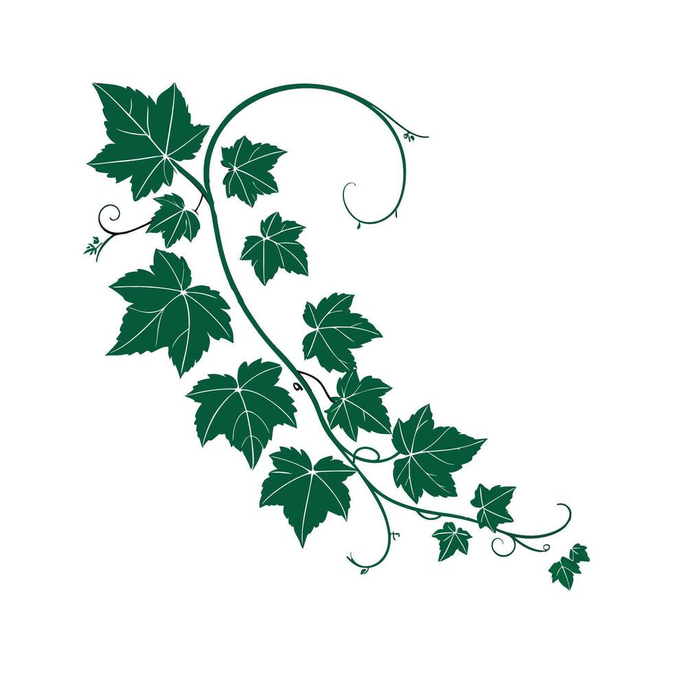 Grape Ivy Flower Illustration vector