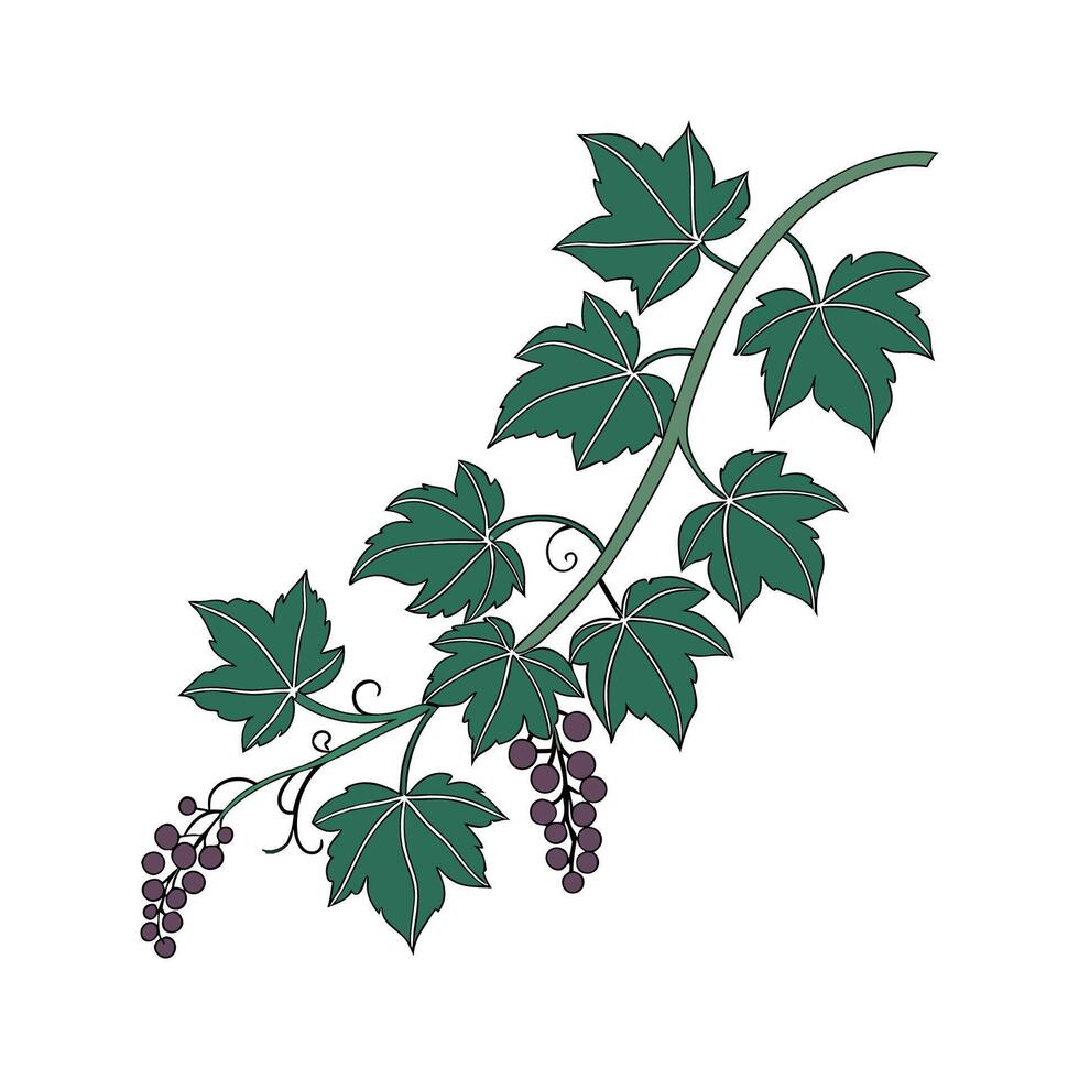 Grape Ivy Flower Design vector