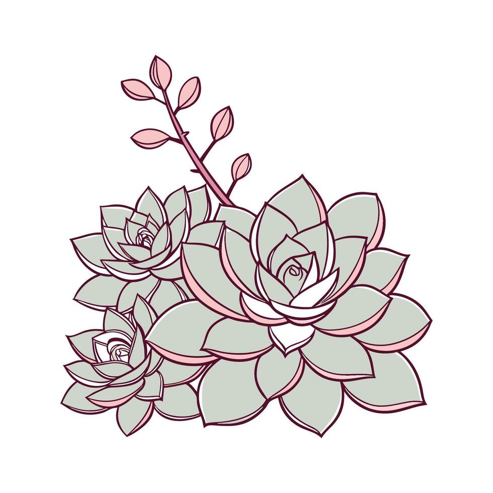 Graptoveria Plant Illustration vector