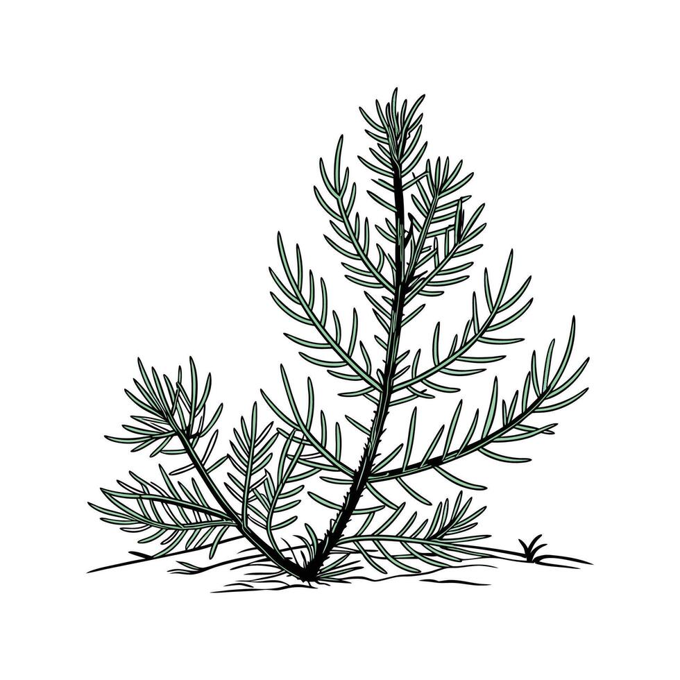 Artistic Ground Pine Botanical Visualization vector