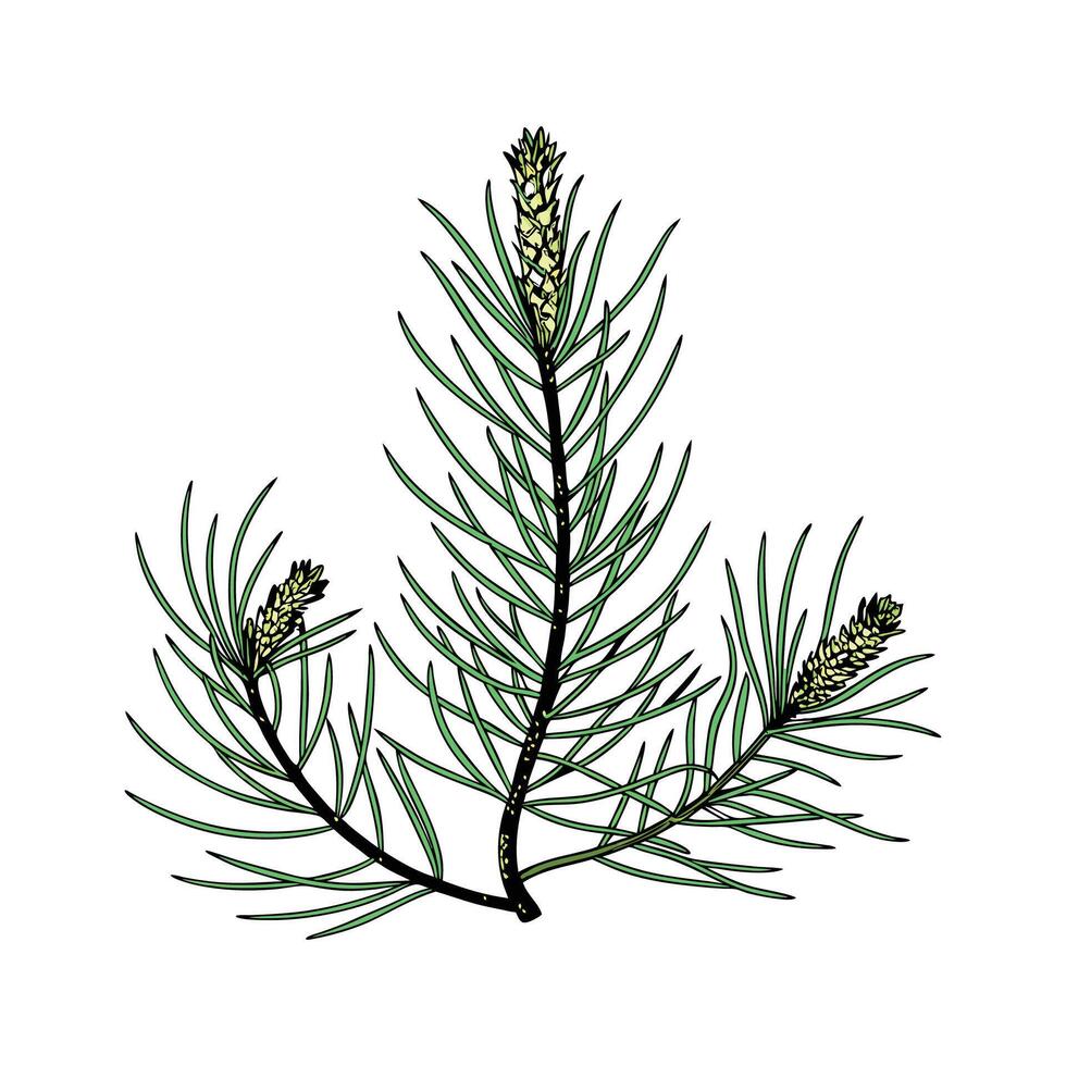 Vibrant Ground Pine Artwork vector