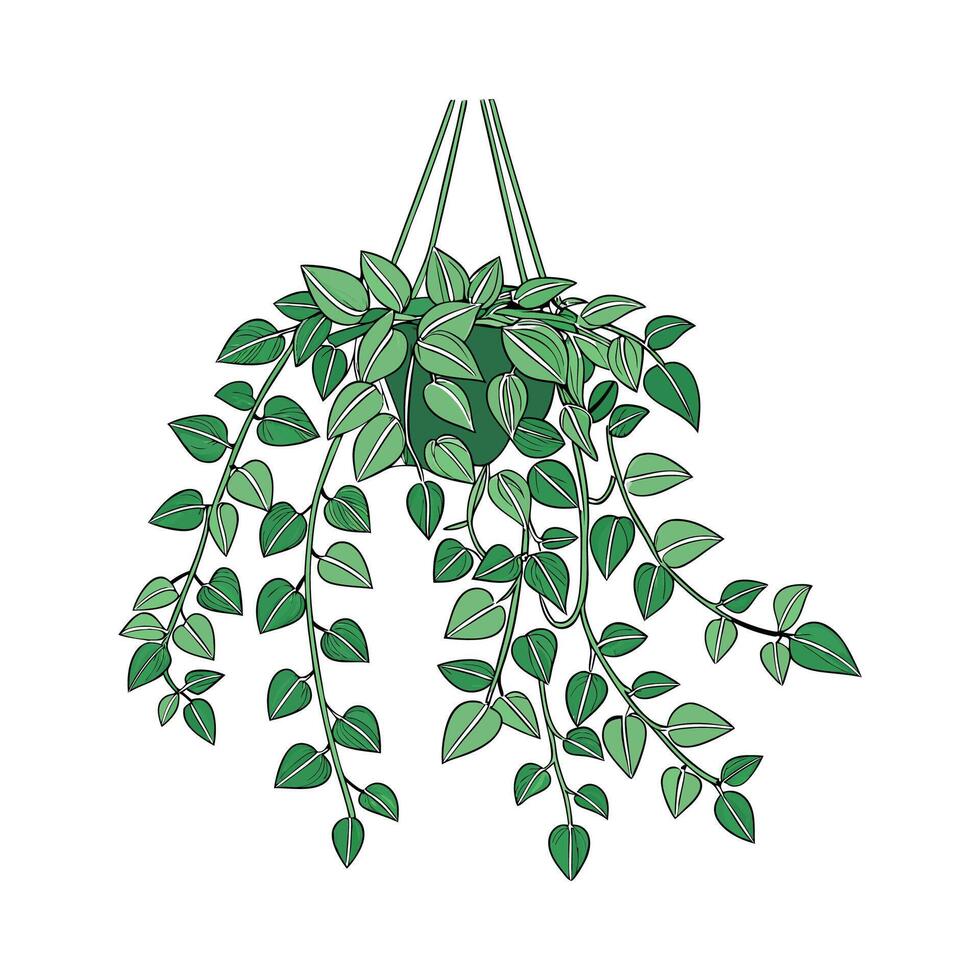 Pilea Green Wall Plant Botanical Design vector