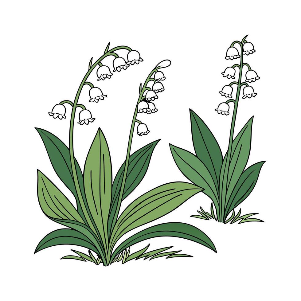 Stunning Groundcover Plants Illustration vector