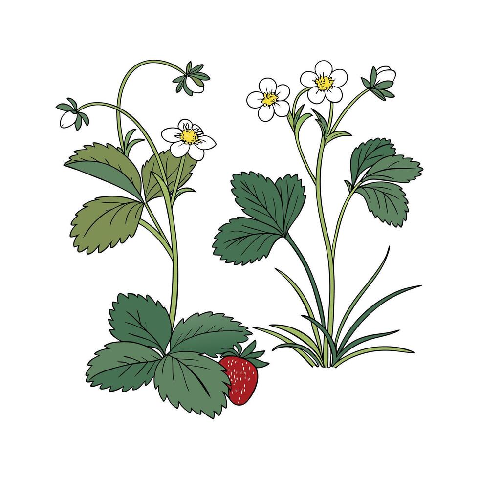 Artistic Groundcover Plants Visualization vector