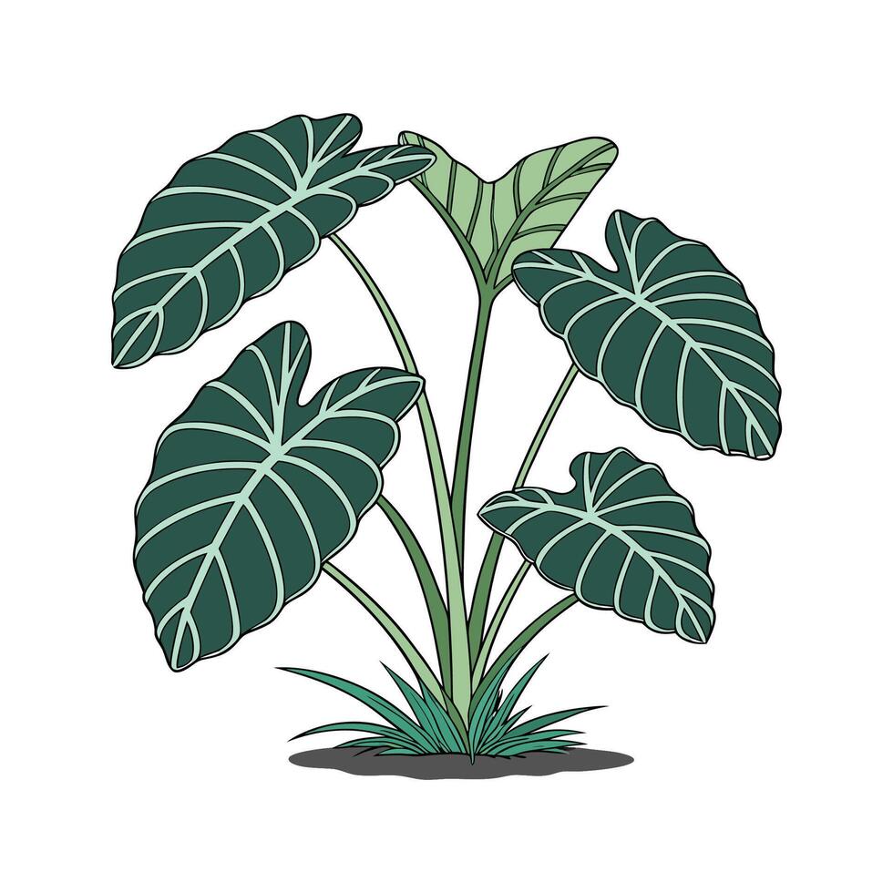 Artistic Hardy Elephant Ear Visualization vector