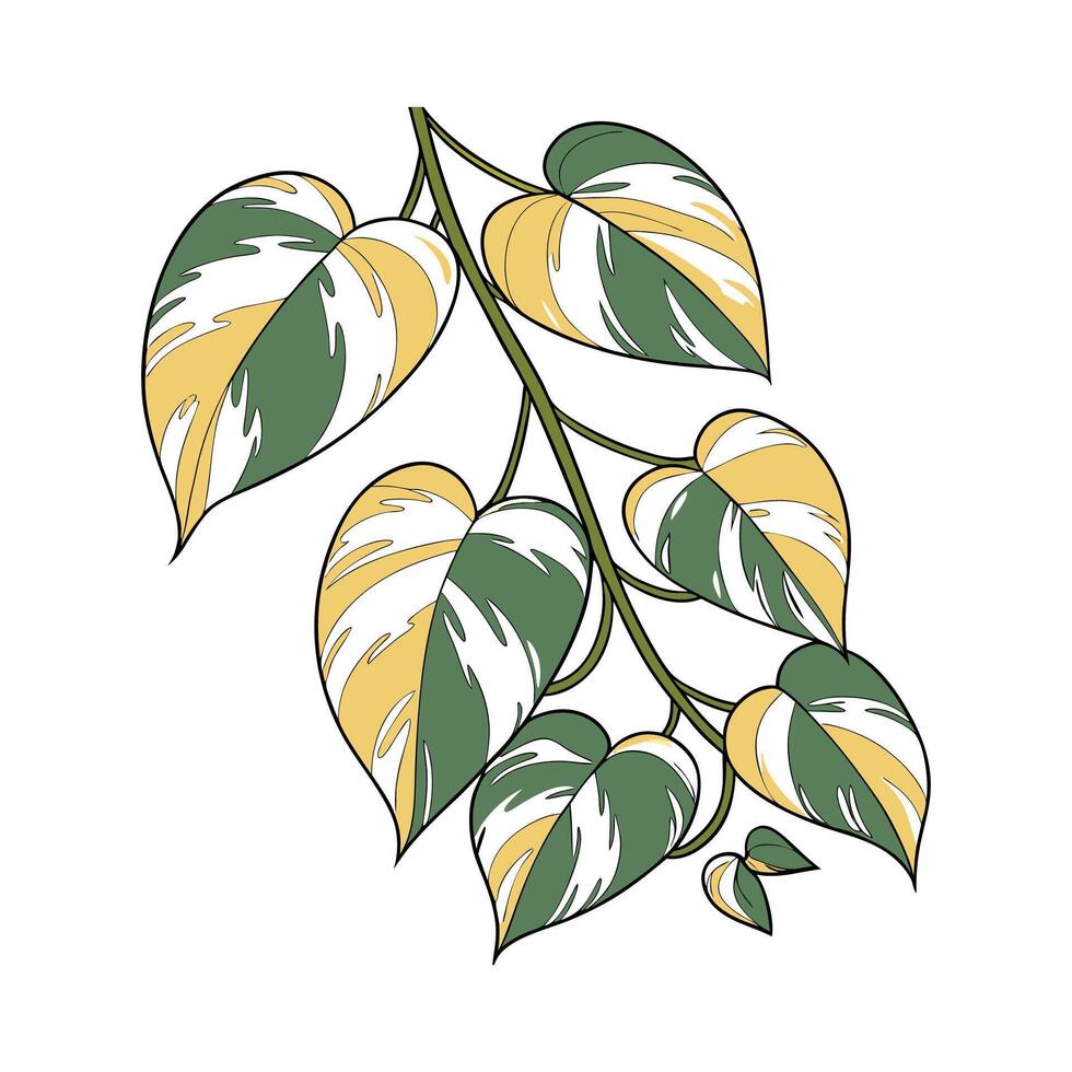 Artistic Harlequin Pothos Visualization vector