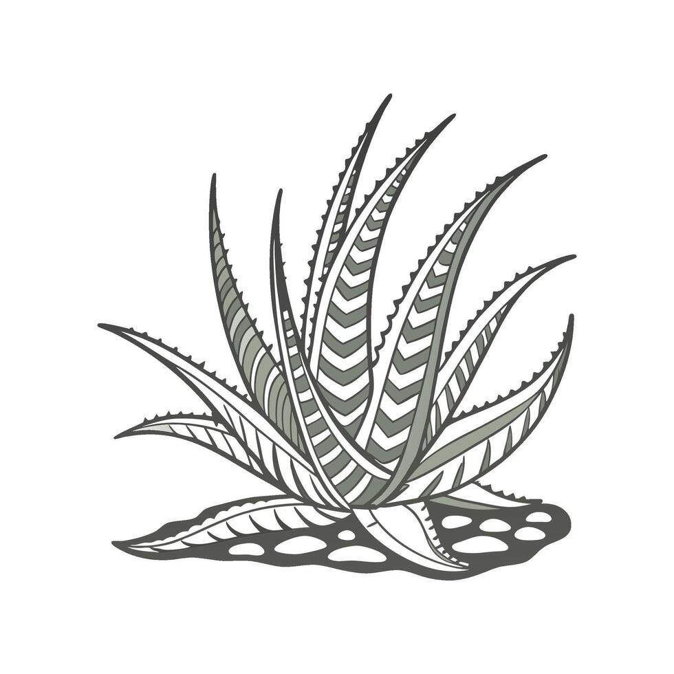 Stunning Haworthia Attenuata Illustration vector