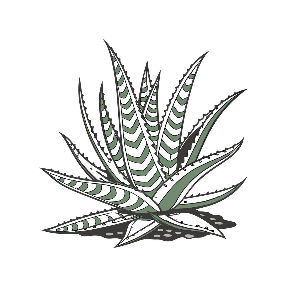 Artistic Haworthia Attenuata Visualization vector