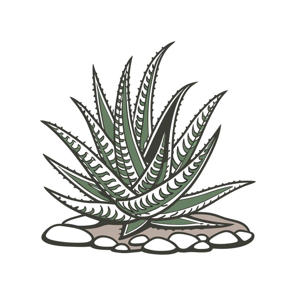 Vibrant Haworthia Botanical Design vector