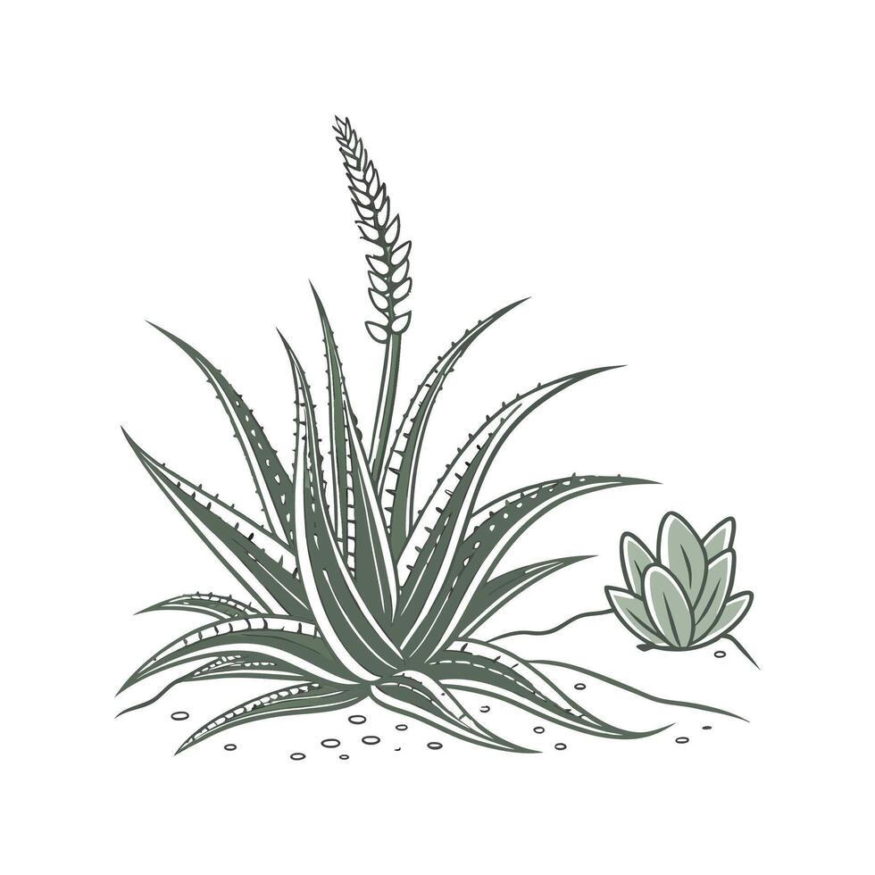Stunning Haworthia Botanical Illustration vector