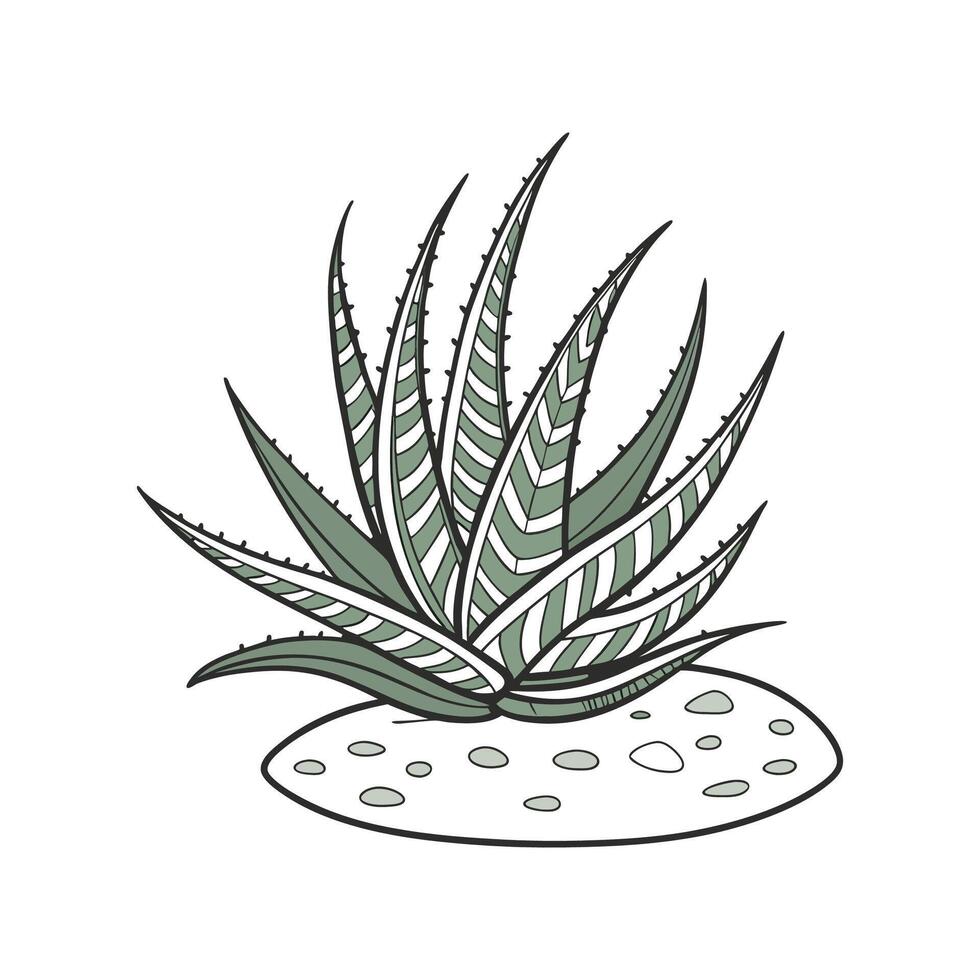 Stunning Haworthia Botanical Illustration. vector