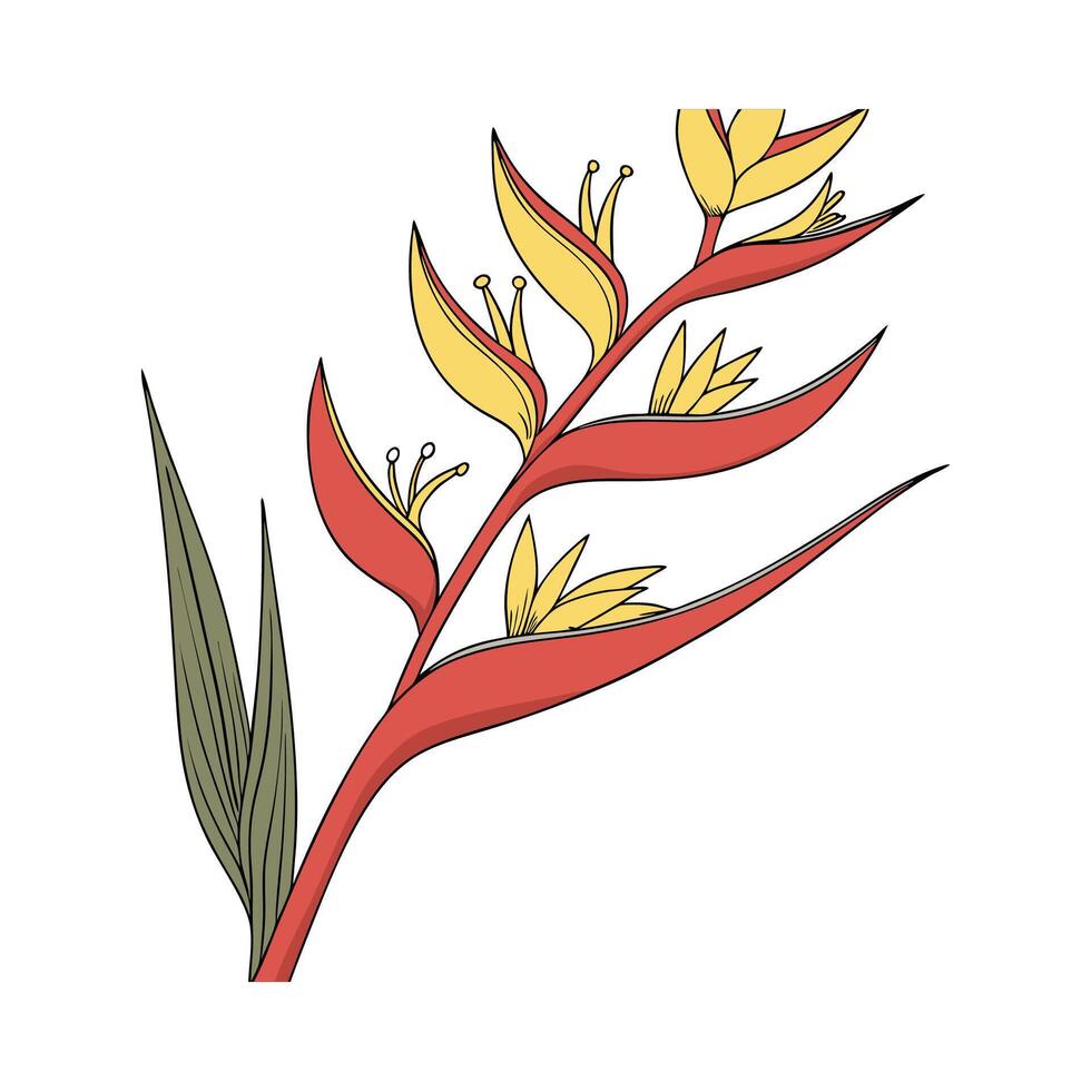 Stunning Heliconia Plant Illustration vector