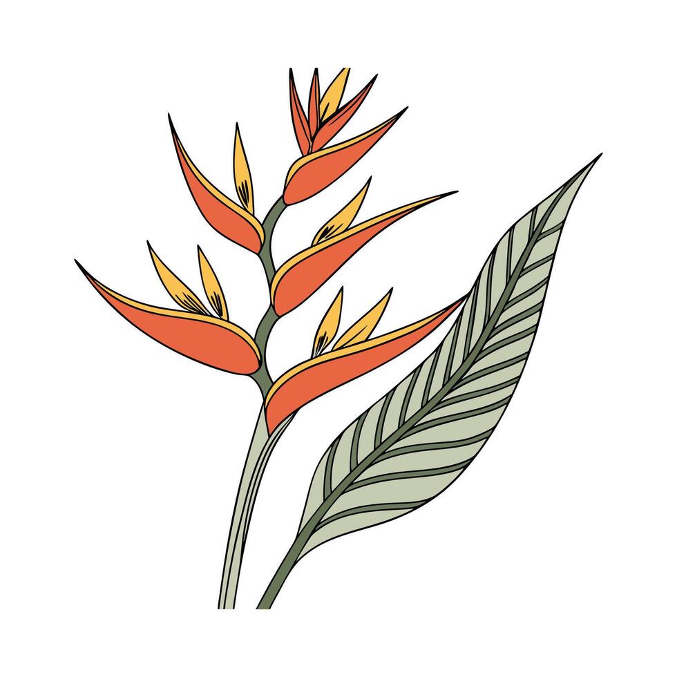Vibrant Heliconia Plant Design vector