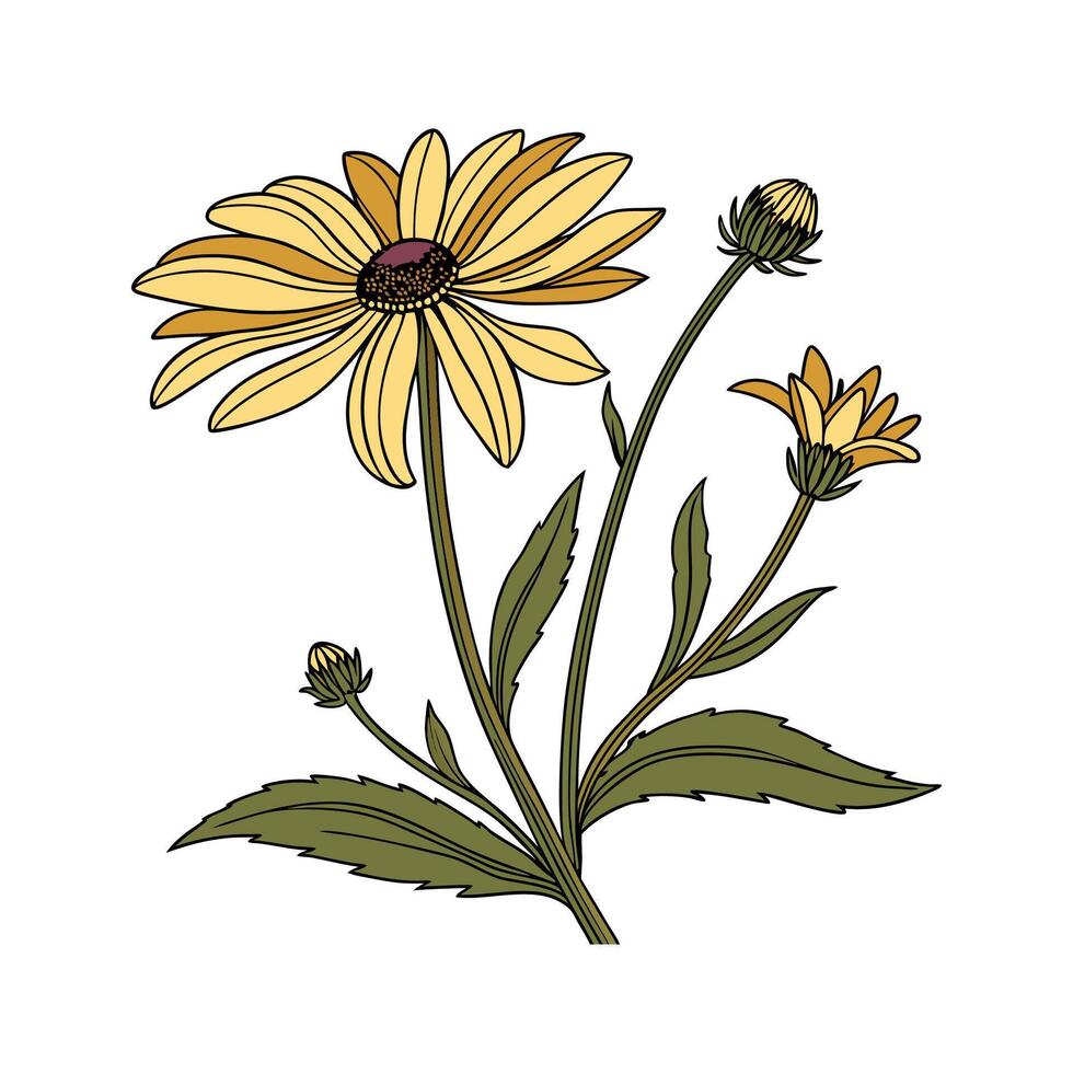 Heliopsis False Sunflower Design vector