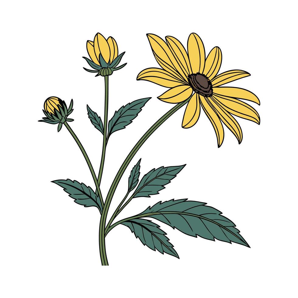 Artistic Heliopsis False Sunflower Visualization vector