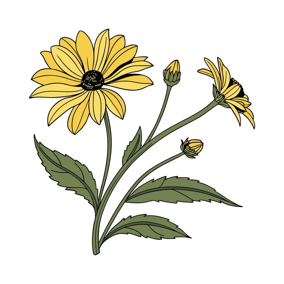 Stunning Heliopsis False Sunflower Illustration vector