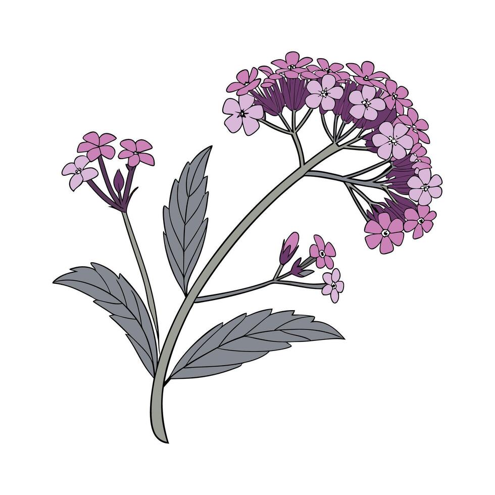 Stunning Heliotrope Plant Design. vector