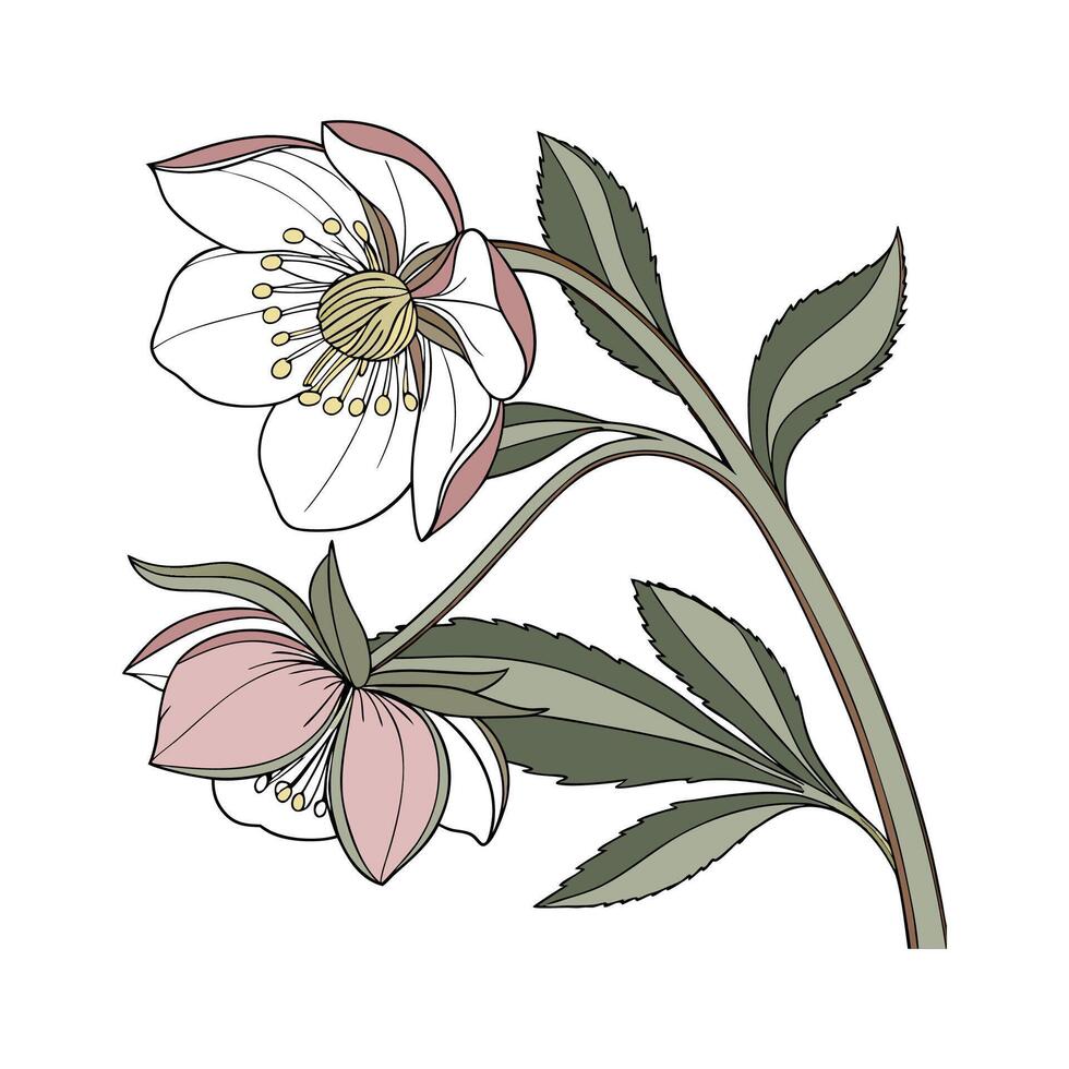 Stunning Hellebore Plant Illustration vector