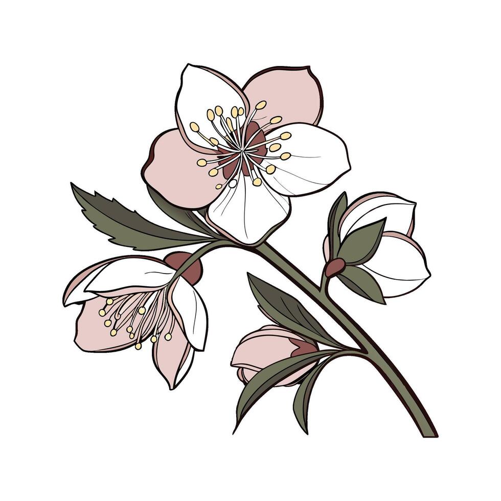 Vibrant Hellebore Plant Design vector