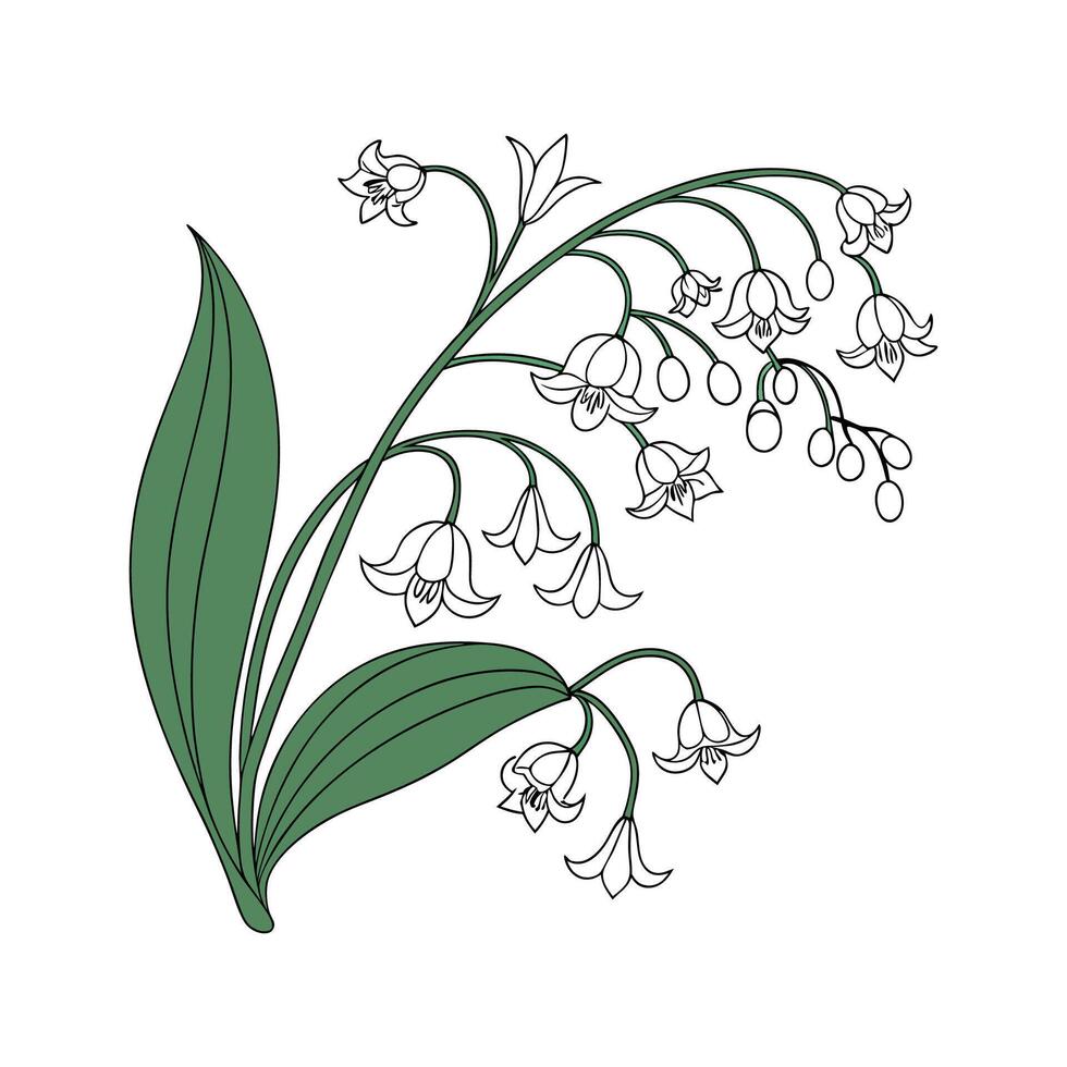Hoya Bella Plant Botanical Design vector