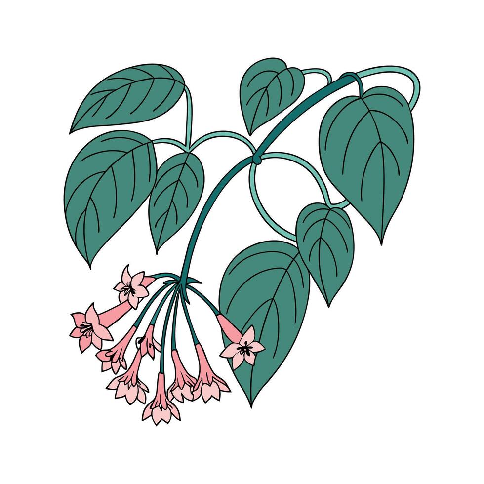 Hoya Carnosa Flower Botanical Design vector