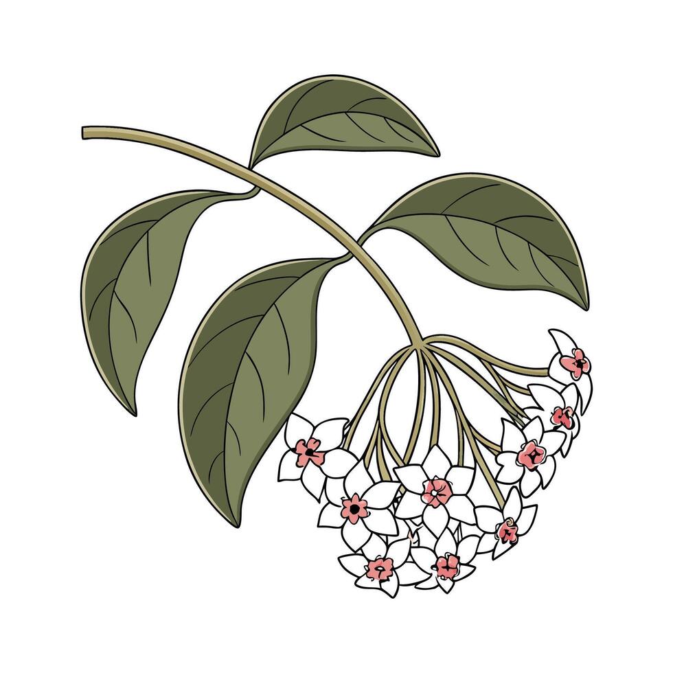 Stunning Hoya Carnosa Flower Illustration vector