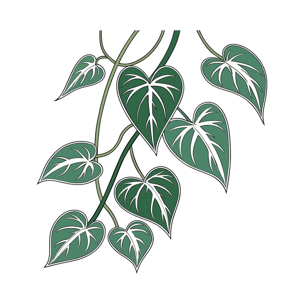 Stunning Hoya Carnosa Plant Artwork. vector