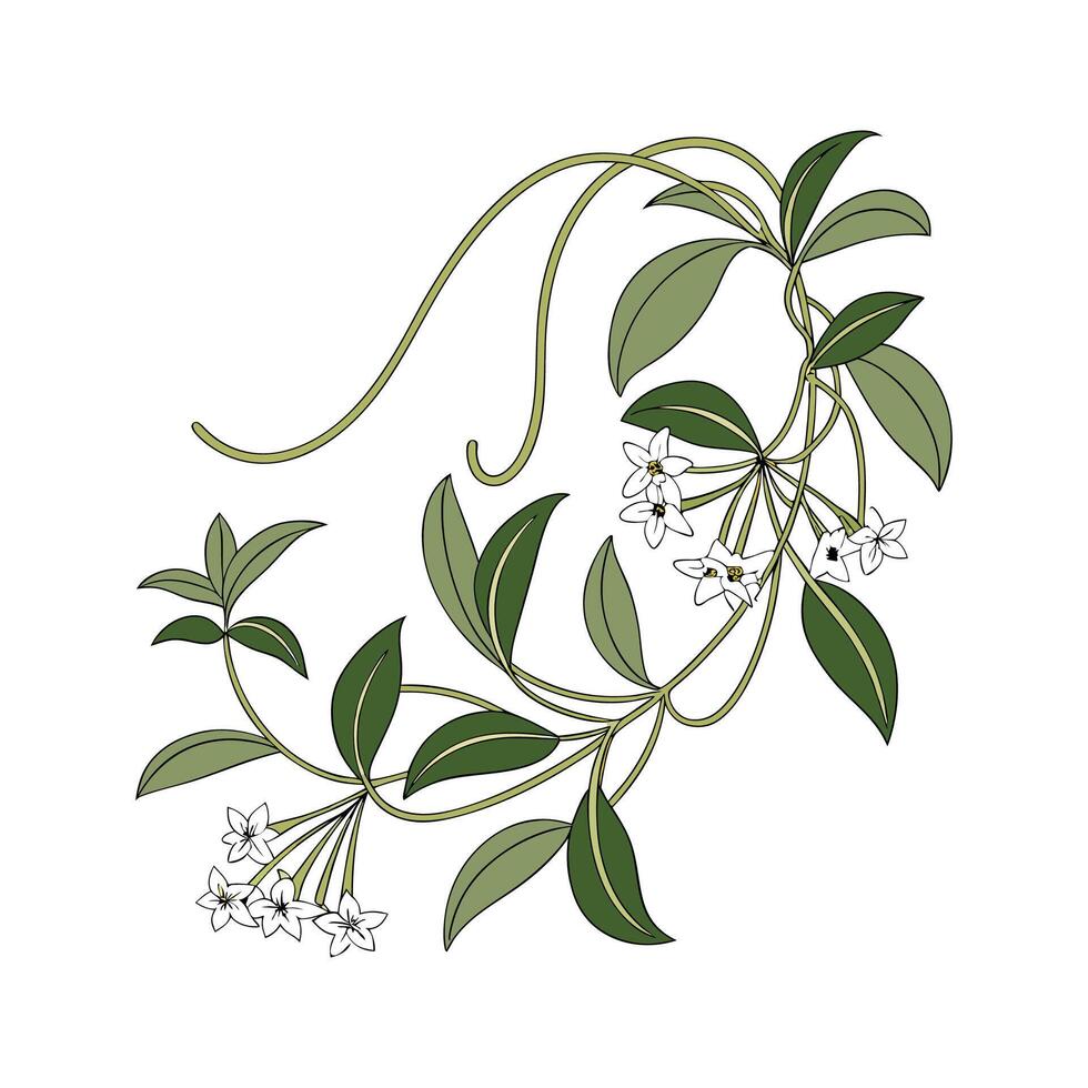Vibrant Hoya Linearis Artwork. vector