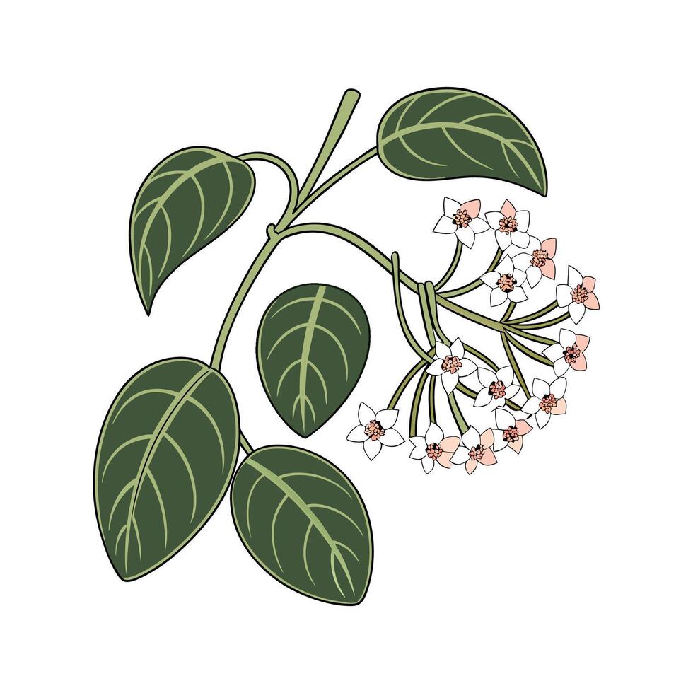 Stunning Hoya Carnosa Plant Design vector
