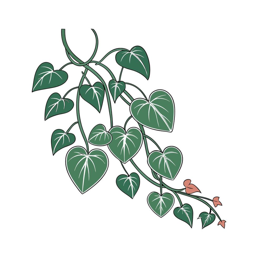 Artistic Hoya Kerrii Visualization vector
