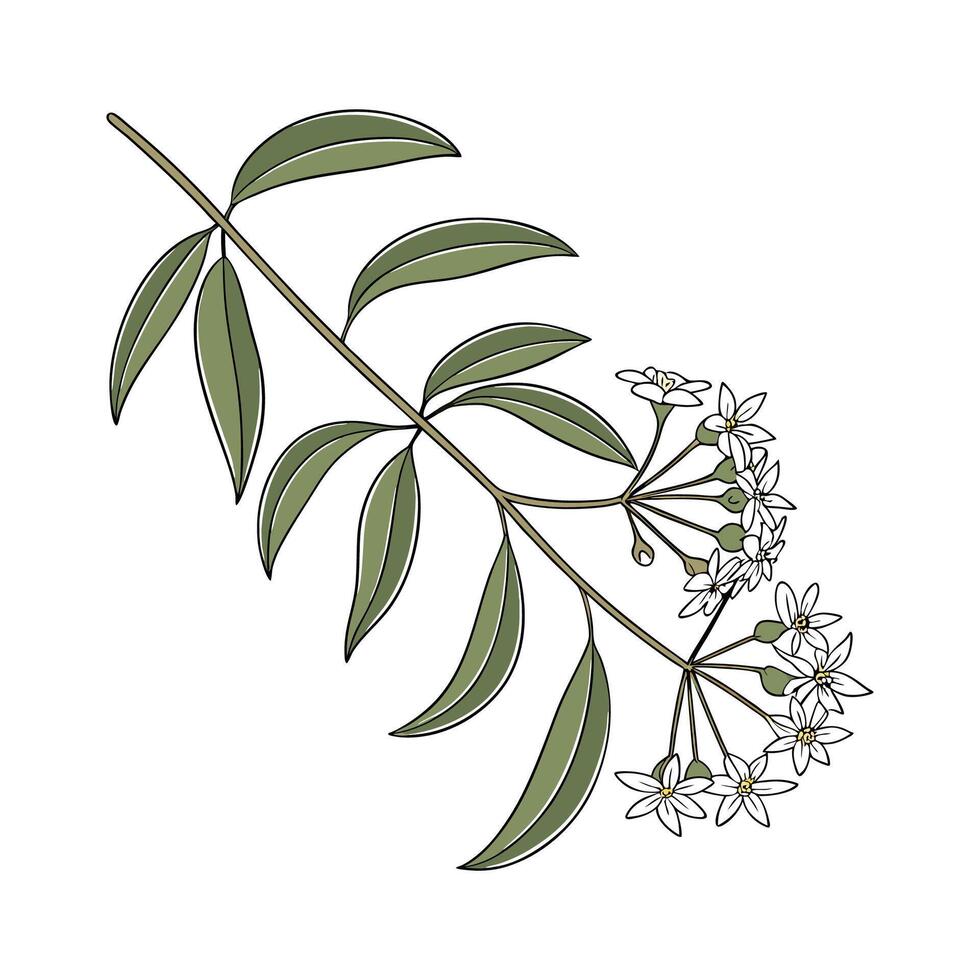 Hoya Linearis Plant Botanical Design vector