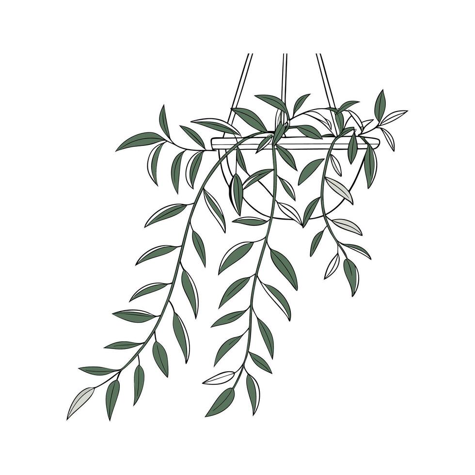 Stunning Hoya Linearis Design vector