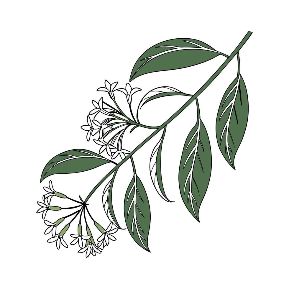 Vibrant Hoya Linearis Plant Artwork vector