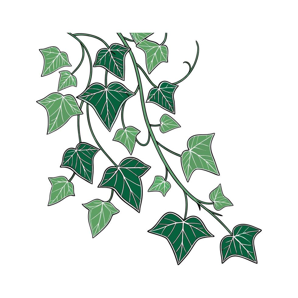 Vibrant Hoya Kerrii Artwork vector