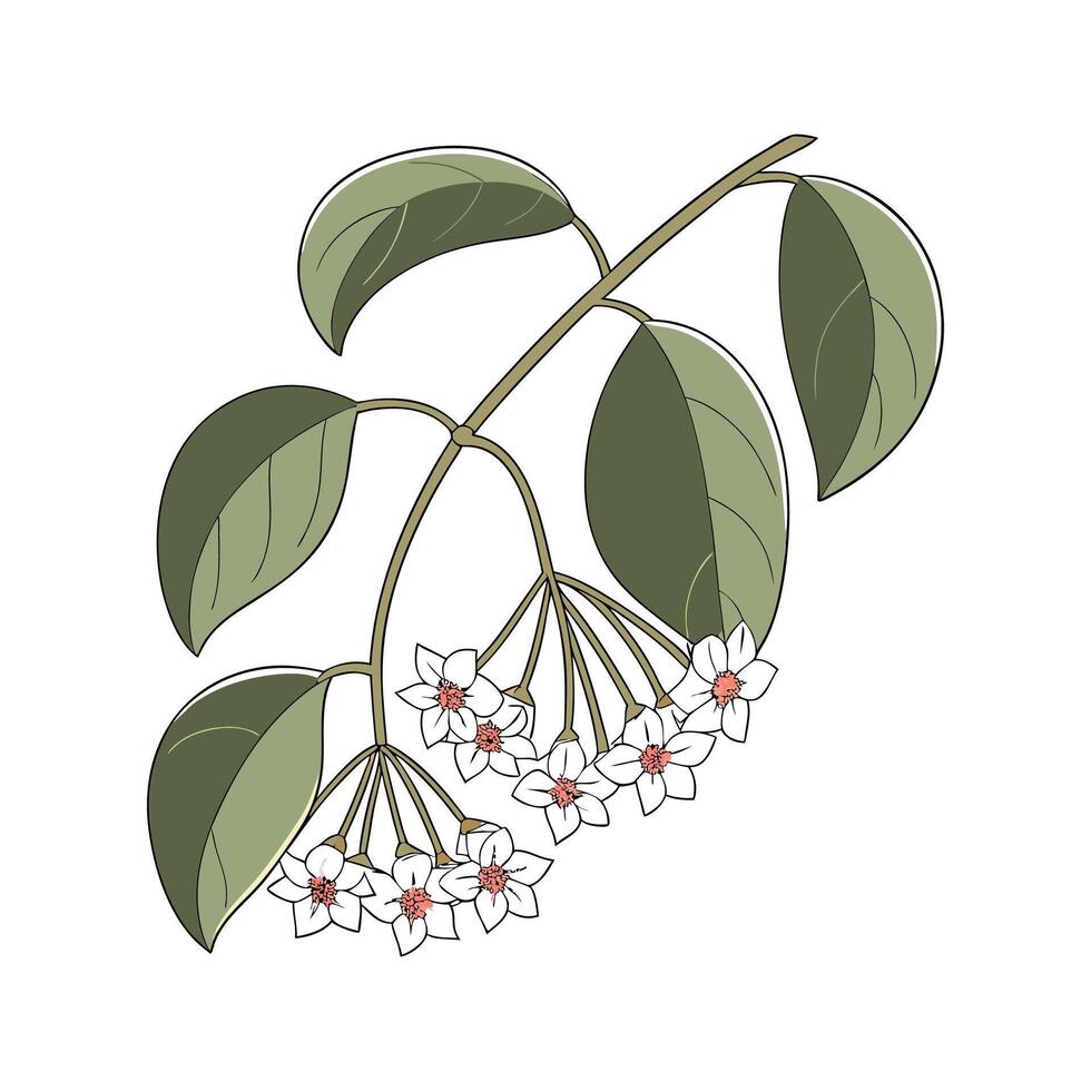 Vibrant Hoya Linnearis Artwork vector
