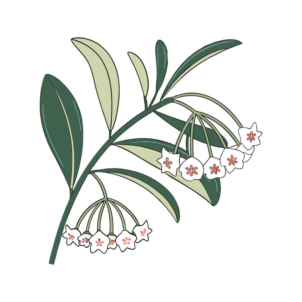 Stunning Hoya Linnearis Design vector