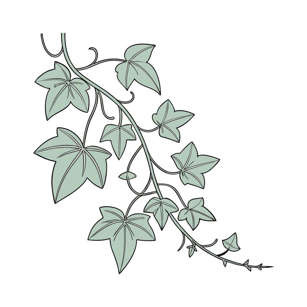 Stunning Hoya Linearis Plant Design vector