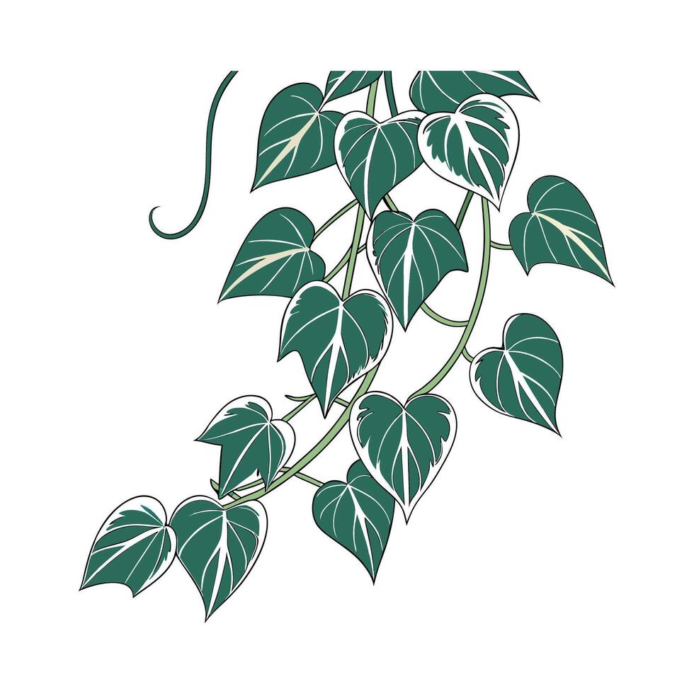 Vibrant Hoya Obovata Artwork vector