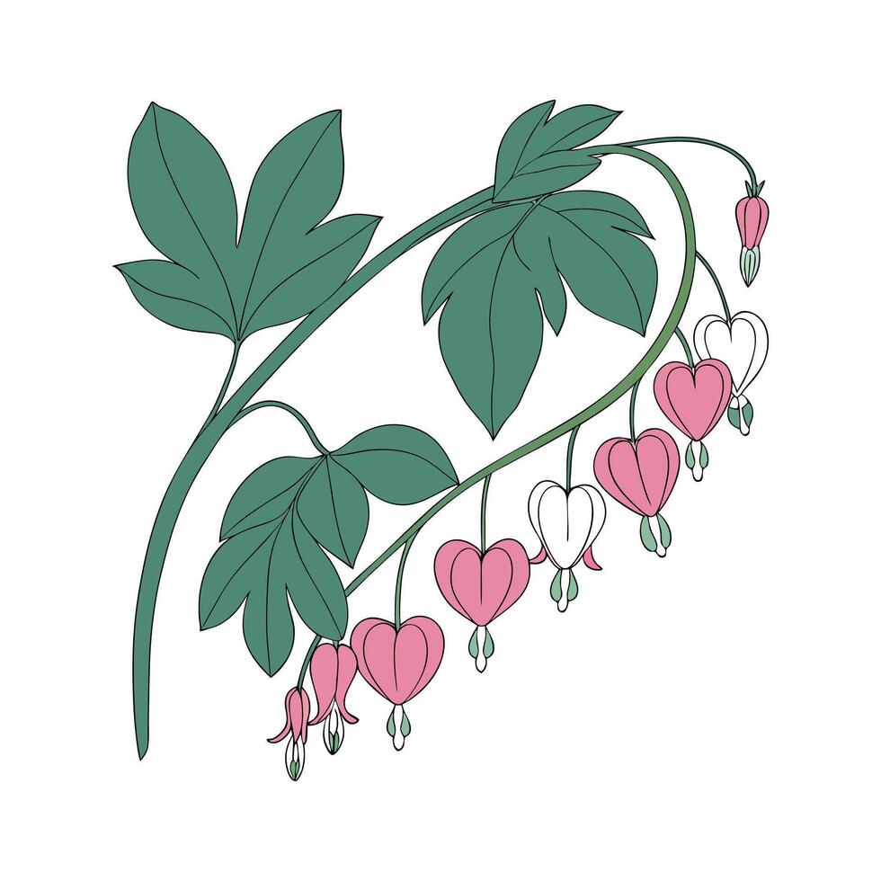 Artistic Hoya Obovata Visualization vector