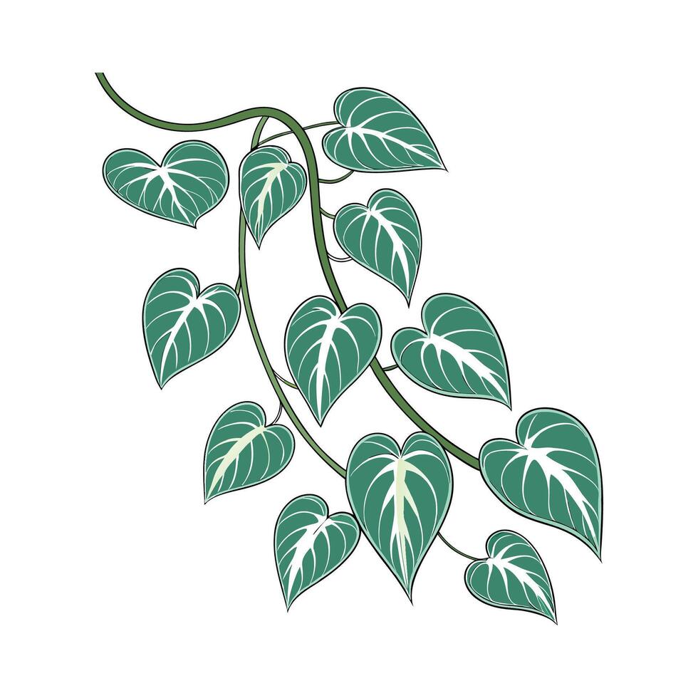 Stunning Hoya Flower Design vector