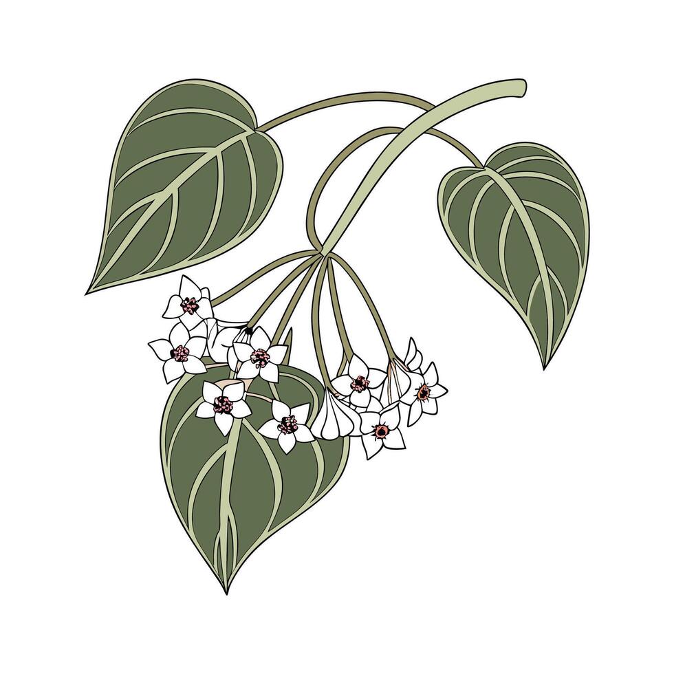 Artistic Hoya Flower Design vector