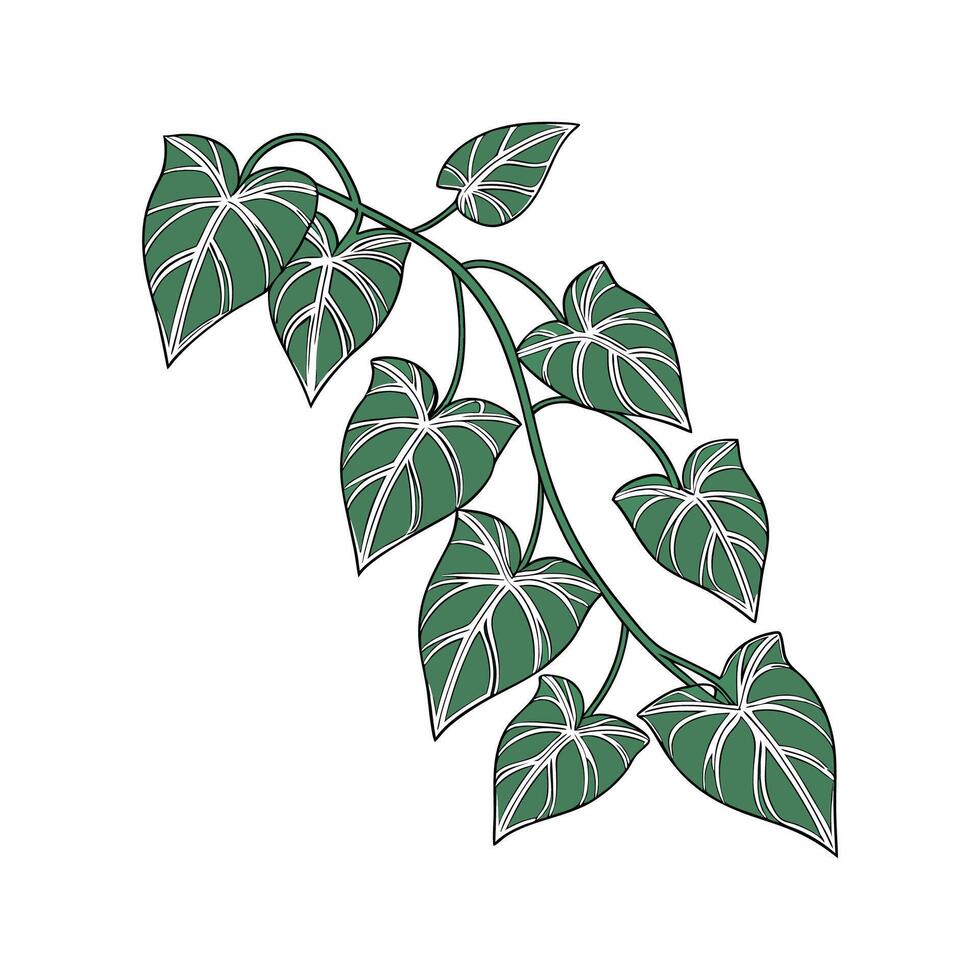 Stunning Hoya Flower Artwork vector