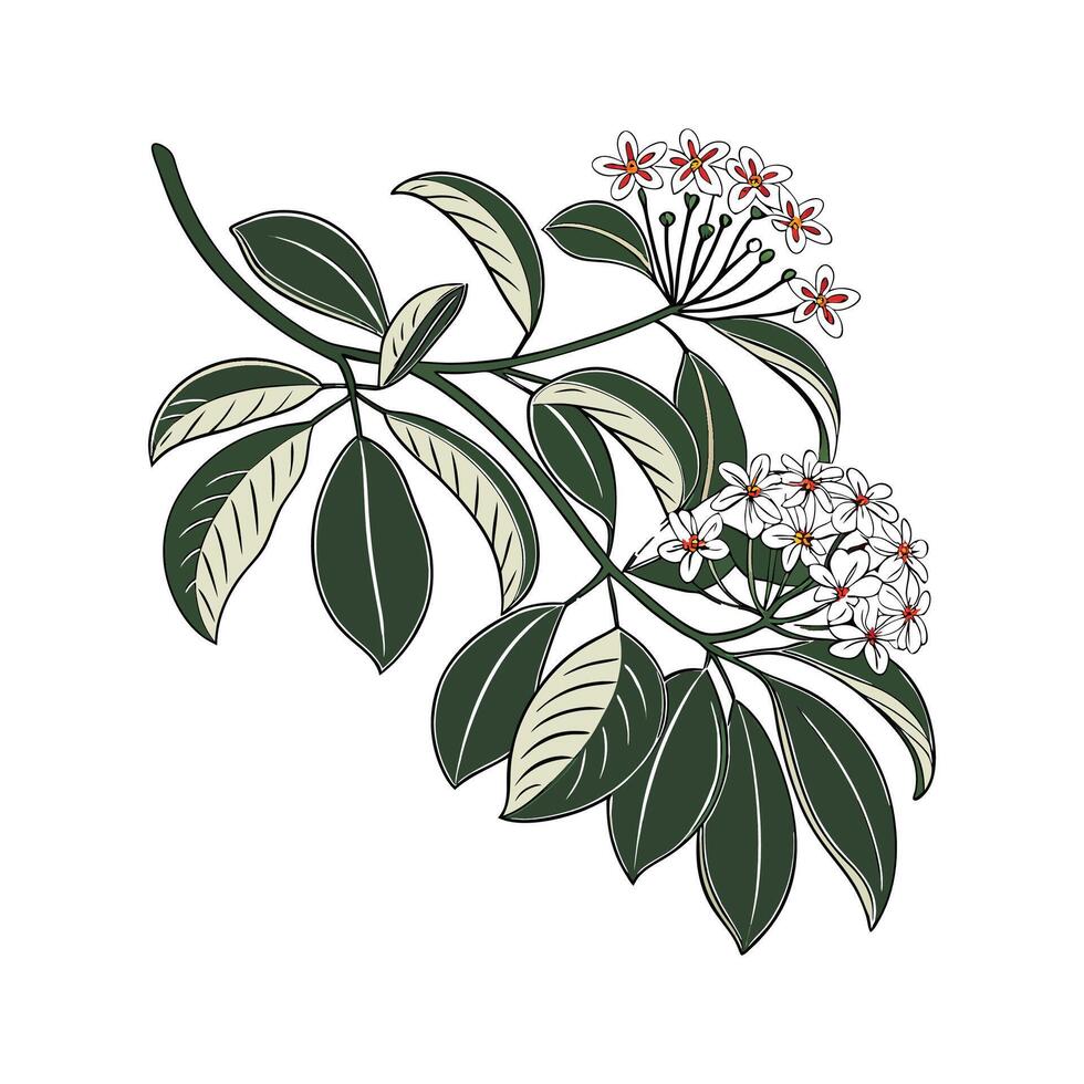 Stunning Hoya Obovata Design vector