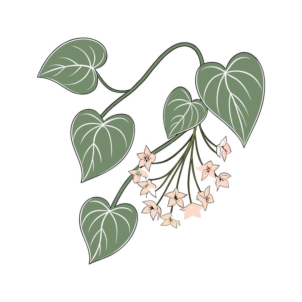 Artistic Hoya Plant Visualization vector