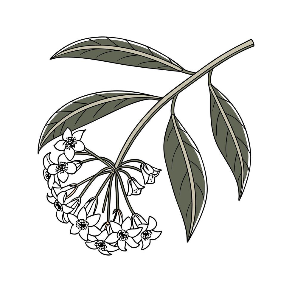 Stunning Hoya Pubicalyx Design vector